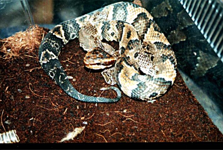 Easrern Water Moccassin ( Juvie ).jpg [87 Kb]